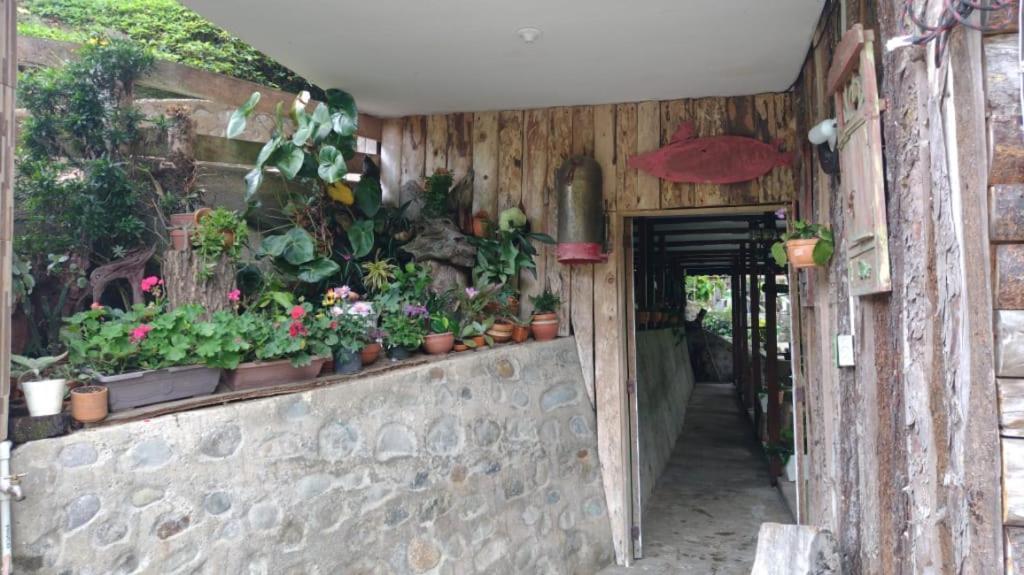 Hotel Campestre Selva Verde Salento Eksteriør bilde